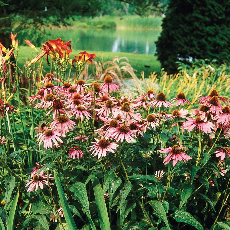 Quand Et Comment Tailler Les Vivaces? – Je Jardine avec Fleur Qui Pousse Au Printemps
