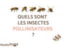 Quels Sont Les Insectes Pollinisateurs ? - À Découvrir 9 serapportantà Les Noms Des Insectes