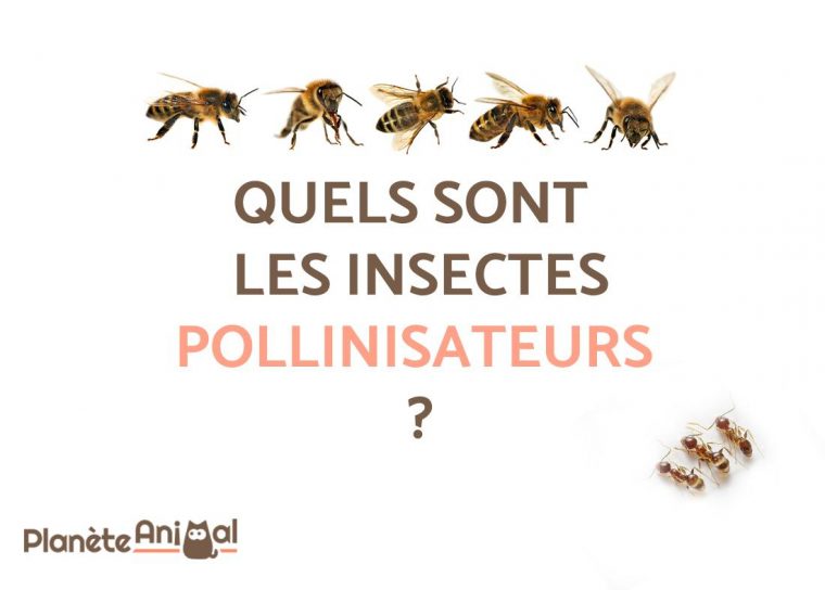 Quels Sont Les Insectes Pollinisateurs ? – À Découvrir 9 serapportantà Les Noms Des Insectes