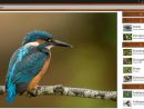 Quiz Sur Les Oiseaux Gratuit Pour Android - Téléchargez L'apk tout Images D Oiseaux Gratuites