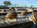 Saint-Galmier | Visite D'un Élevage D'escargots À Saint-Galmier intérieur Elevage Escargot