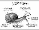 Schema De L Escargot | Escargot, Escargot Maternelle, Maternelle encequiconcerne Elevage Escargot
