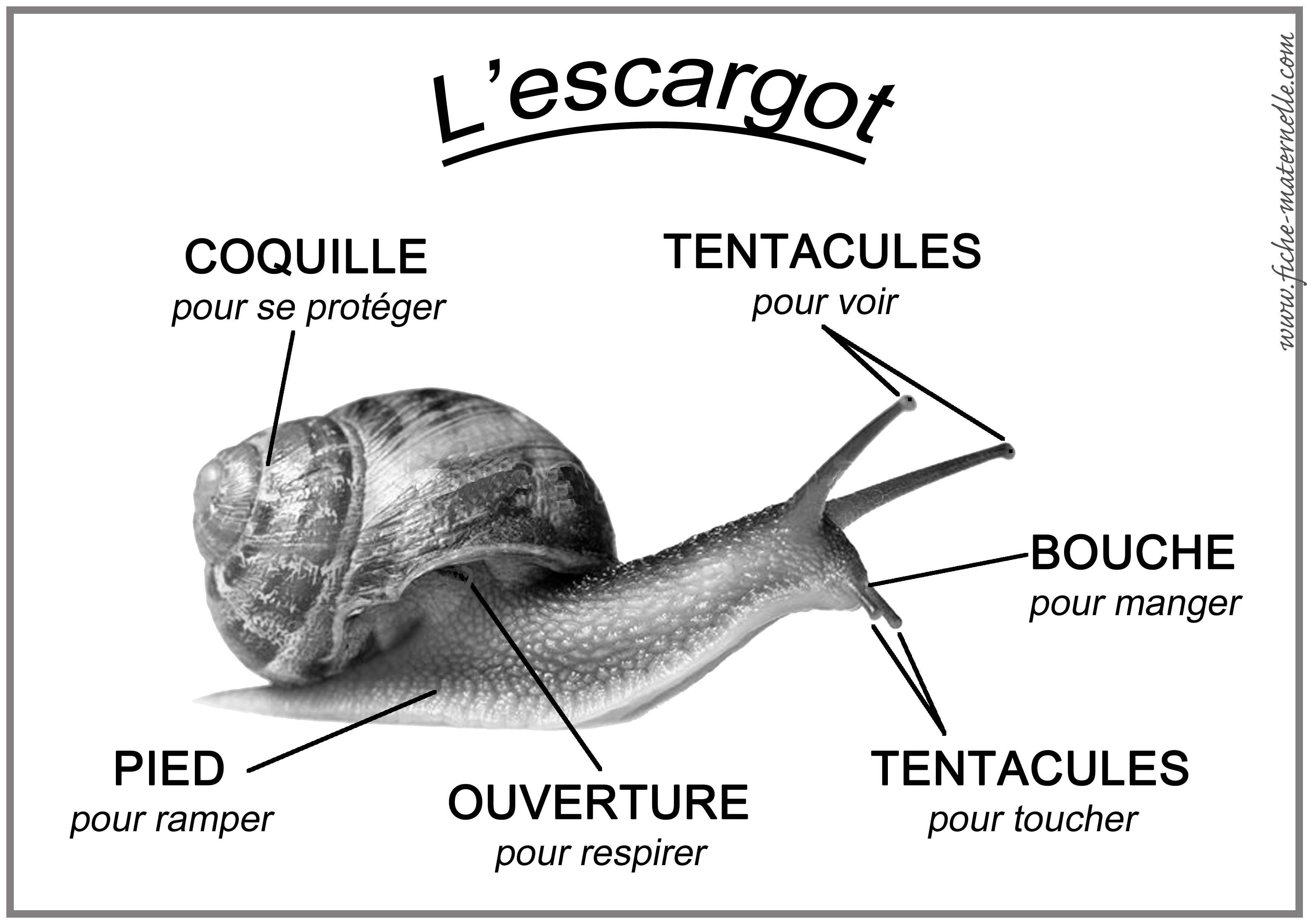 Schema De L Escargot | Escargot, Escargot Maternelle, Maternelle encequiconcerne Elevage Escargot