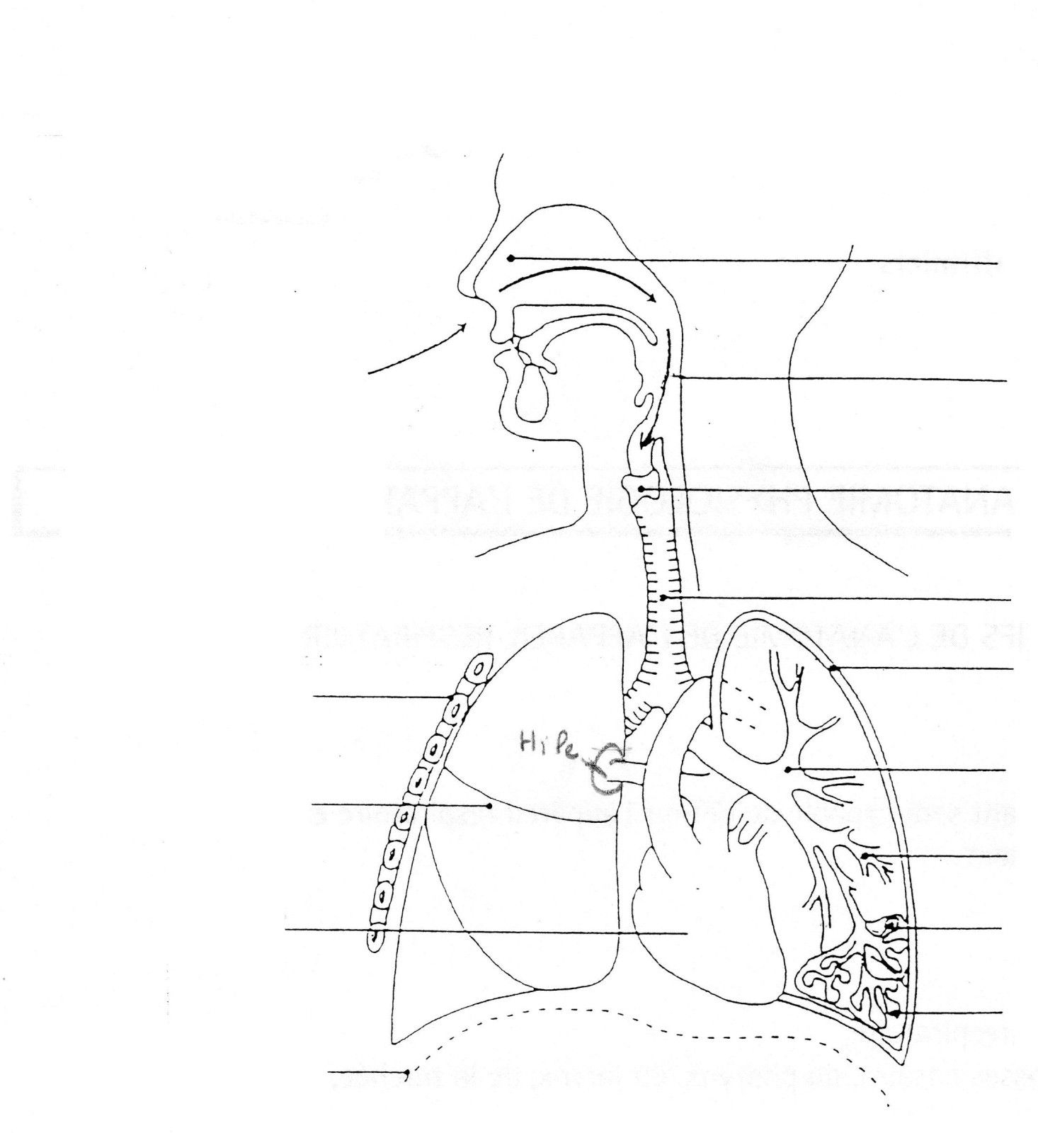 Schéma Vierge Appareil Respiratoire | Appareil Respiratoire encequiconcerne Leçon Respiration Cm1