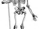 Squelette #31 (Personnages) – Coloriages À Imprimer tout Squelette A Imprimer