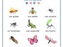 Summer Insects | Apprendre Le Français Parler, Apprendre Le concernant Les Noms Des Insectes