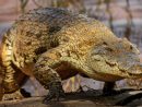 Sur Les Bords Du Nil, Espèces De Crocodiles ! | Pour La Science dedans Photo De Crocodile A Imprimer