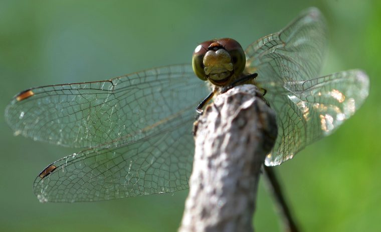 Tableau Des Ordres D'insectes | Espace Pour La Vie encequiconcerne Les Noms Des Insectes