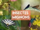 Top 12 Des Insectes Les Plus Mignons Du Monde dedans Les Noms Des Insectes