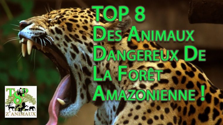 Top 8 Des Animaux Dangereux De La Forêt Amazonienne! concernant Image D Animaux De La Foret