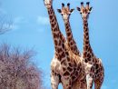 Trois Girafes Intriguées - Photo Animaux - Photo Animaux concernant Animaux Sauvages De L Afrique