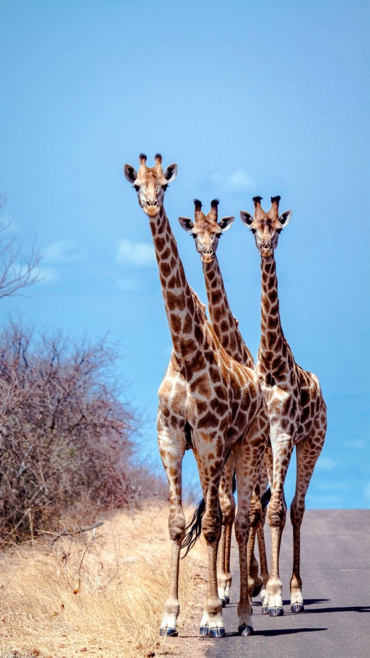 Trois Girafes Intriguées – Photo Animaux – Photo Animaux concernant Animaux Sauvages De L Afrique