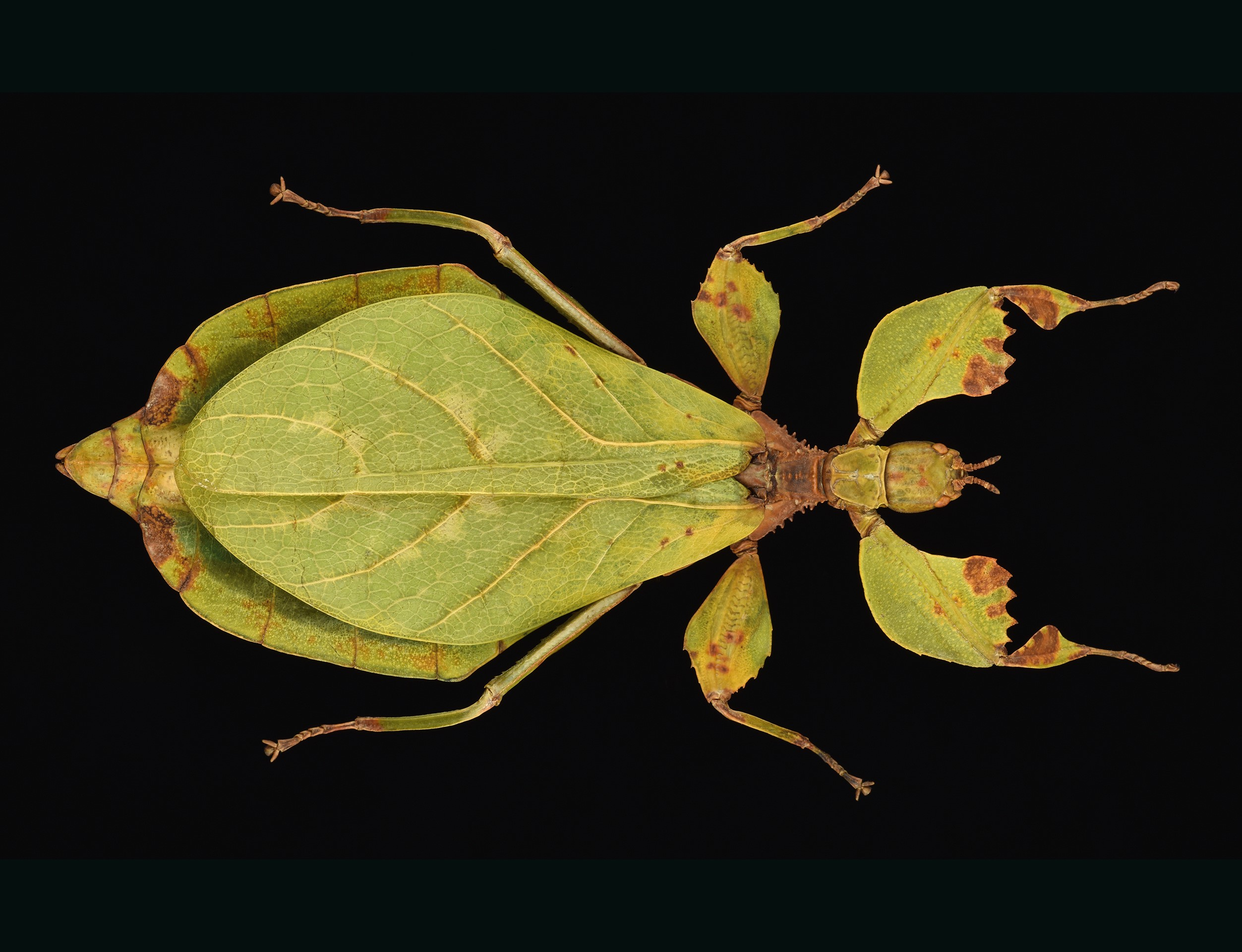 Un Insecte Nommé En L'honneur D'un Employé De L'insectarium pour Les Noms Des Insectes