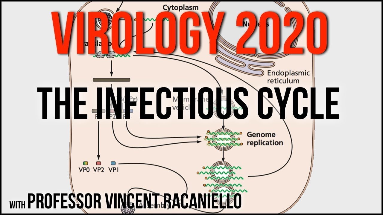 Virology Lectures 2020 #2: The Infectious Cycle tout Musique Cycle 2