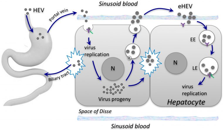 Viruses | Free Full-Text | Role Of Envelopment In The Hev à Musique Cycle 2