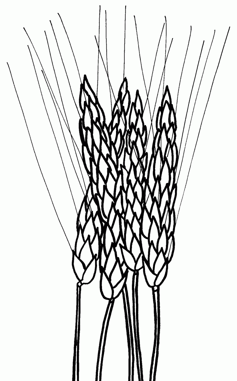 printable wheat coloring page