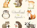 Woodland-Tiere Zu Drucken Satz Wald Waldtiere Woodland Von destiné Image D Animaux De La Foret