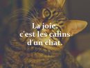 200+ Citations Sur Les Chats Qui Vous Feront Rire, Sourire pour Paroles 3 Petits Chats