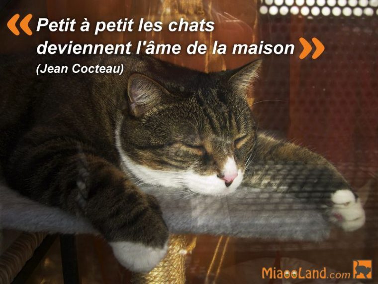 Citation Chat Petit À Petit Les Chats Deviennent L'Âme De encequiconcerne Paroles 3 Petits Chats