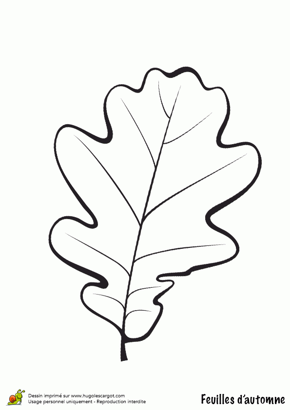 Coloriage Feuille De Chene En Automne tout Feuille D Érable Dessin