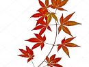 Feuilles D'Arbre Japonais Rouge Automne Érable (Acer serapportantà Feuille D Érable Dessin