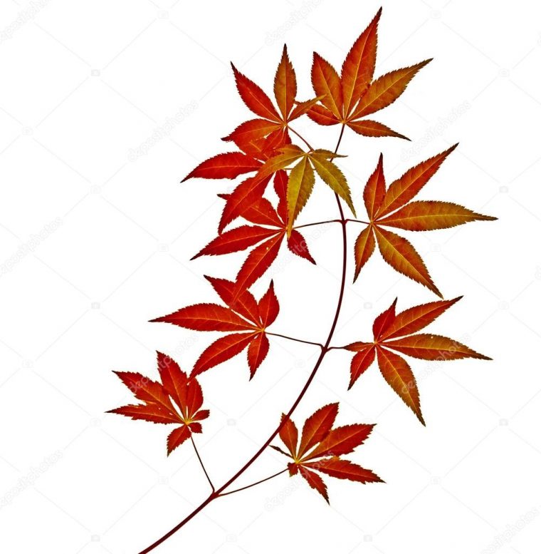 Feuilles D'Arbre Japonais Rouge Automne Érable (Acer serapportantà Feuille D Érable Dessin