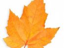 Golden Maple Leaf Photo | Free Download intérieur Feuille D Érable Dessin