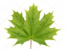 Green Maple Leaf — Stock Photo © Spopov #1391683 pour Feuille D Érable Dessin