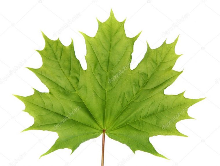 Green Maple Leaf — Stock Photo © Spopov #1391683 pour Feuille D Érable Dessin