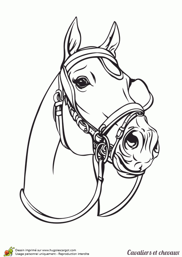 La Tête D'Un Cheval D'Attelage, À Colorier | Coloriage dedans Dessin De Cheval À Imprimer