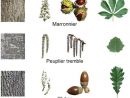 Les Arbres De La Forêt, Fleurs, Fruits, Écorce Et Feuilles avec Feuille D Érable Dessin