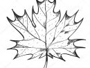Maple Leaf Outline Drawing. — Stock Vector © Filkusto encequiconcerne Feuille D Érable Dessin