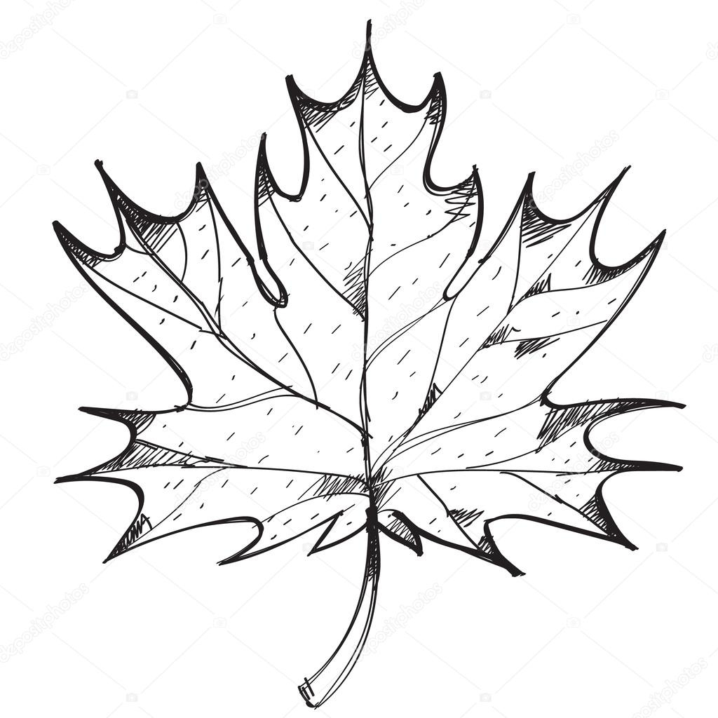 Maple Leaf Outline Drawing. — Stock Vector © Filkusto encequiconcerne Feuille D Érable Dessin