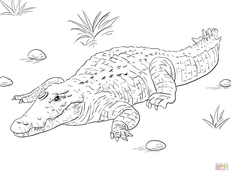 106 Dessins De Coloriage Crocodile À Imprimer Sur dedans Crocodile À Colorier 106 Dessins De Coloriage Crocodile À Imprimer Sur dedans Crocodile À Colorier
