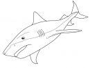 122 Dessins De Coloriage Requin À Imprimer pour Coloriage Requin