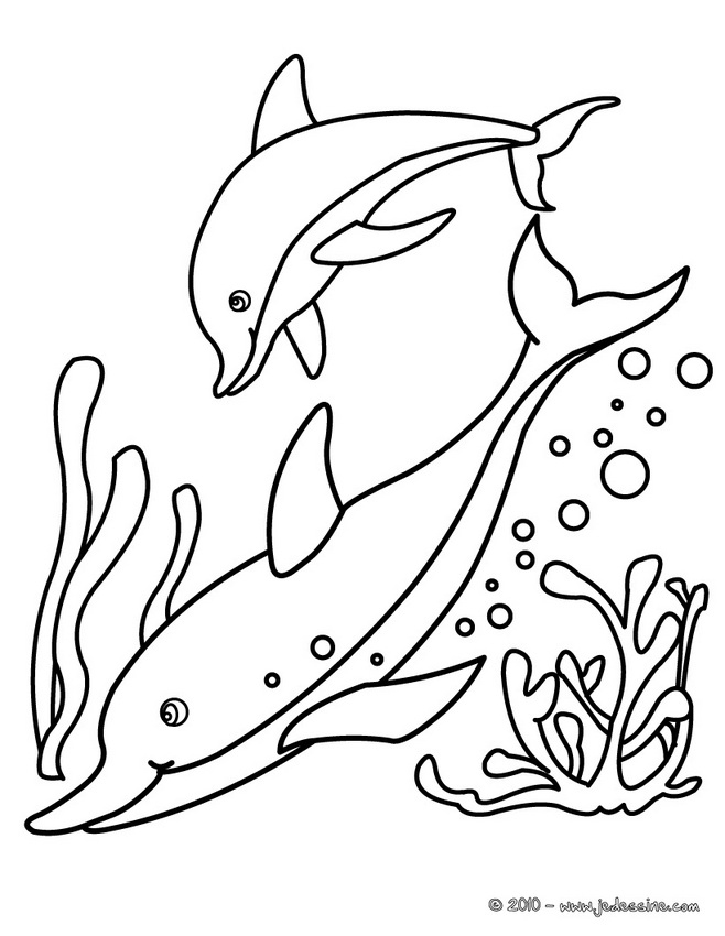 20 Dessins De Coloriage Dauphin En Ligne À Imprimer encequiconcerne