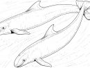 247 Dessins De Coloriage Baleine À Imprimer Sur Laguerche serapportantà Coloriage Baleine A Imprimer Gratuit