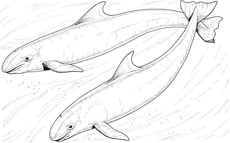 247 Dessins De Coloriage Baleine À Imprimer Sur Laguerche serapportantà Coloriage Baleine A Imprimer Gratuit