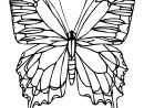 32 Best Dessin Insectes Papillons Images On Pinterest à Dessin Papillon À Découper