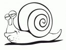 A Colorier, Un Escargot Rigolo | Escargot Dessin serapportantà Photo Escargot A Imprimer