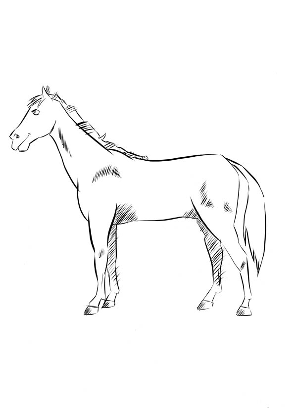 Activités Enfants : Dessiner Un Cheval | L'Atelier Canson pour Dessin À Imprimer De Chevaux Activités Enfants : Dessiner Un Cheval | L'Atelier Canson pour Dessin À Imprimer De Chevaux