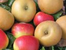 Adam'S Apples: Pomme De Reinette Et Pomme D'Api encequiconcerne Pomme De Renette