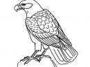 Aigle Royal Dessin - Ohbq concernant Coloriage Aigle A Imprimer Gratuit