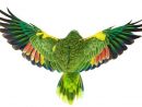 Andrew Zuckerman Bird Book | Dessins | Pinterest concernant Coloriage Oiseaux Tropicaux