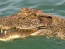 Australie : Attaqué Par Un Crocodile, Il Survit En Lui pour Y Avait Des Crocodiles
