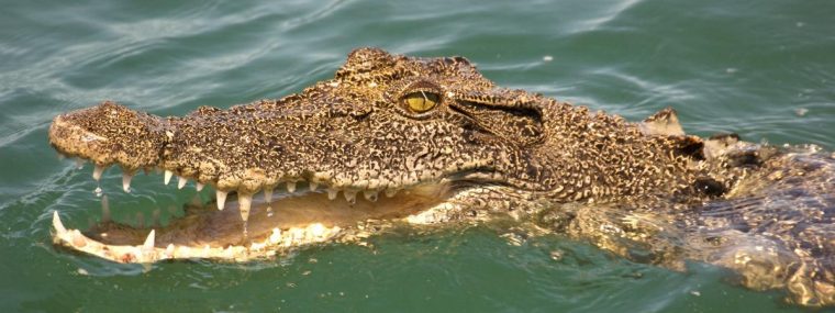 Australie : Attaqué Par Un Crocodile, Il Survit En Lui pour Y Avait Des Crocodiles