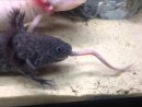 Axolotl Vs Verre De Terre - concernant Le Petit Vers De Terre