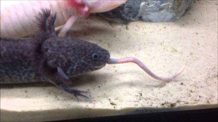 Axolotl Vs Verre De Terre – concernant Le Petit Vers De Terre