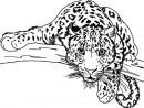 Baby Snow Leopard Coloring Pages At Getcolorings tout Coloriage Panthere