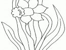 Baobe - Coloriages À Imprimer à Dessin Jonquille Fleur